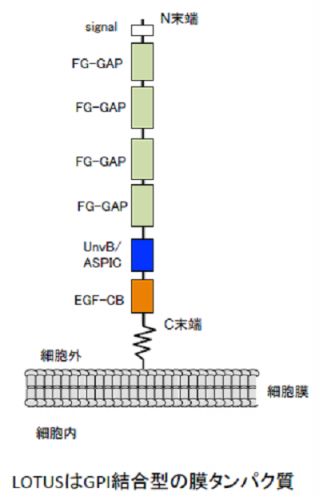 図１LOTUSの構造