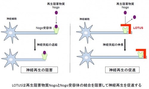 図２ LOTUSの神経再生の促進機能