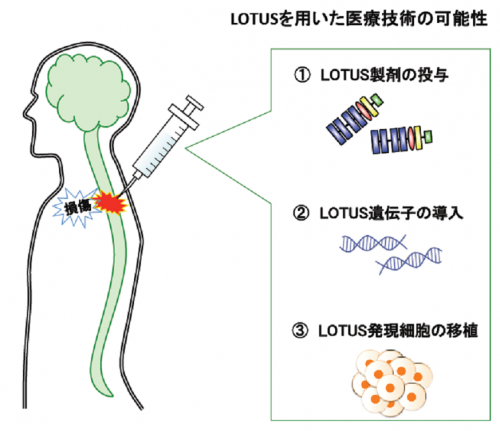 図３LOTUSを利用した神経再生医療