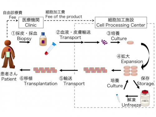 培養表皮を用いた治療の事業化